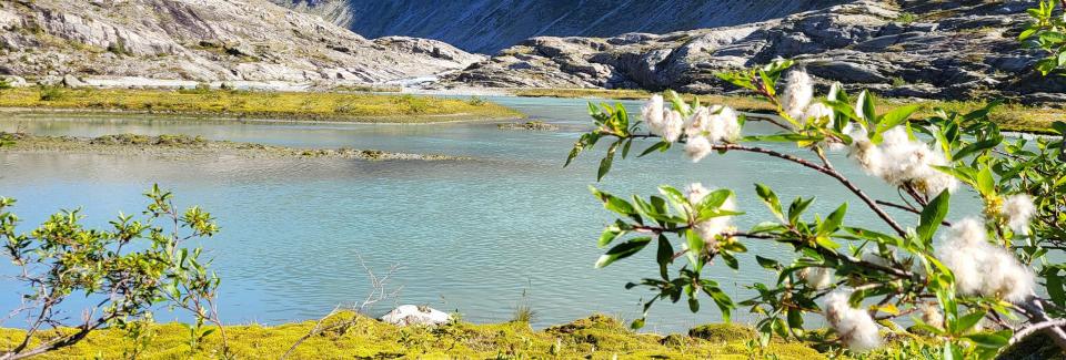 A serene image captured in Norway during the summer season. It features light blue-green glacier water, encircled by snow-capped mountains. Lush green bushes adorn the surroundings, adding to the picturesque scenery.